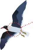 img-bird